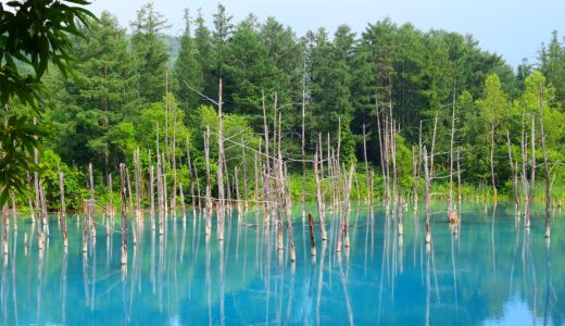 美瑛の神秘「青い池」の青さに感激しちゃった