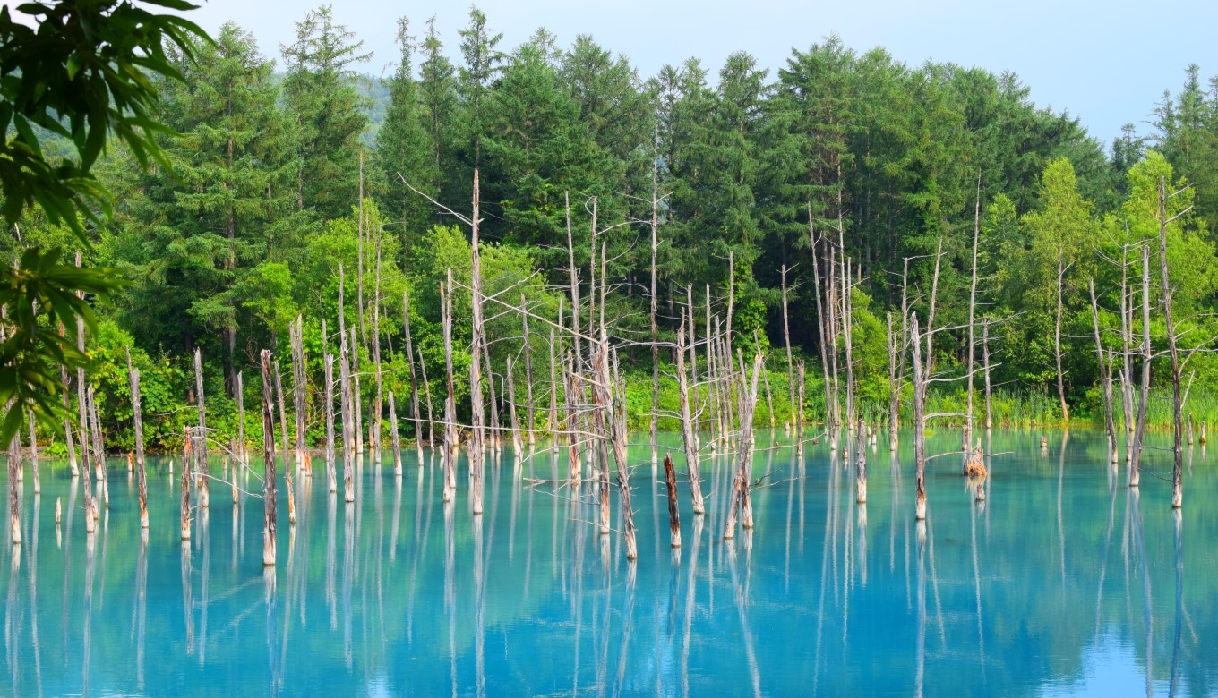 青い池の写真