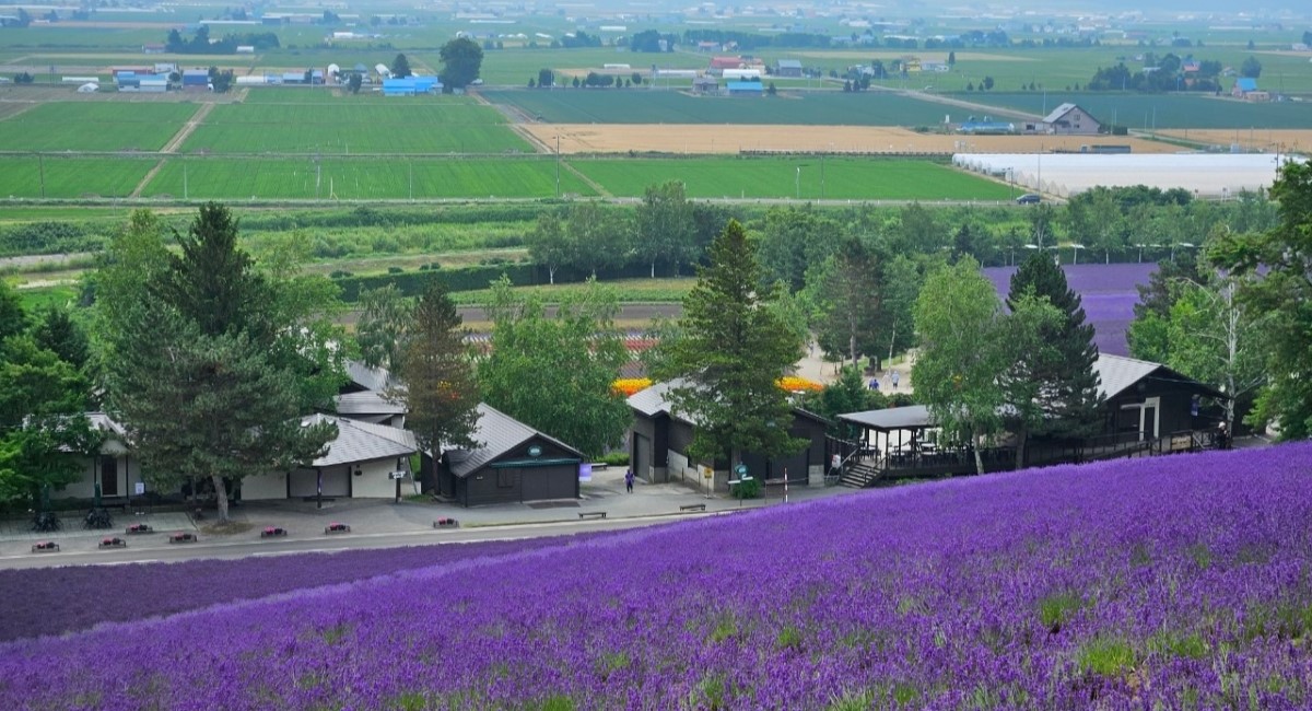 ファーム富田のラベンダーの写真