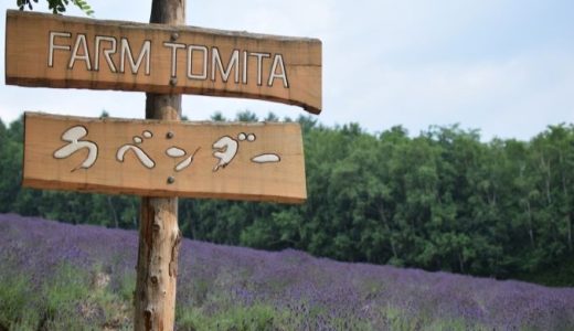 ファーム富田で一面紫のラベンダーを鑑賞する