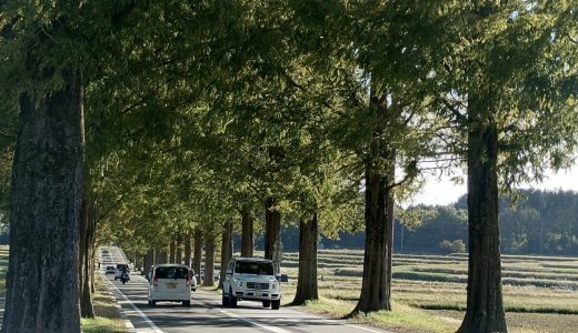 「メタセコイア並木」で緑のアーチを駆け抜ける