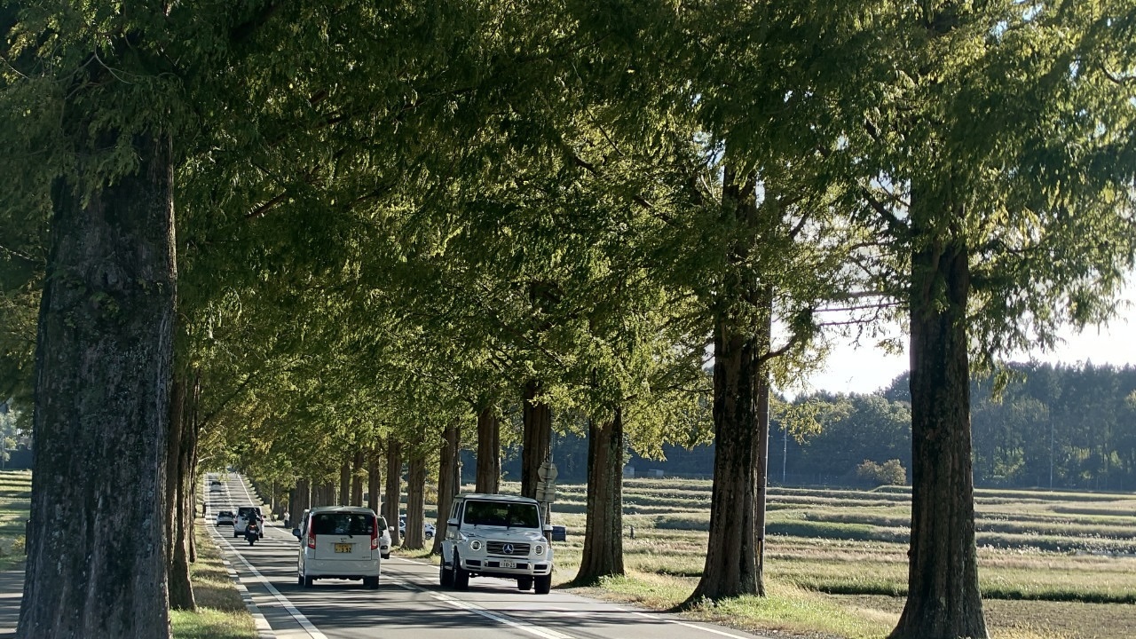 メタセコイア並木の写真