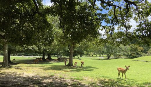奈良公園から東大寺へ、犬と並んで歩いた夏の道