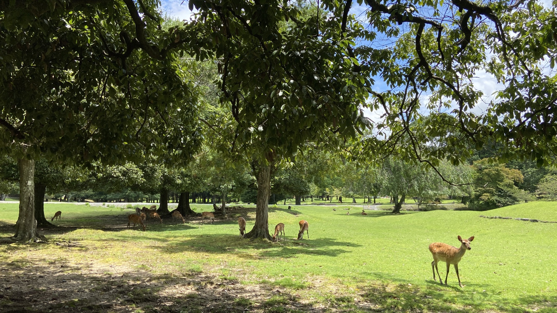 新緑の奈良公園の鹿の写真
